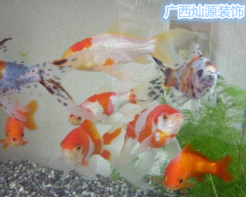 �ό��b�޹�˾